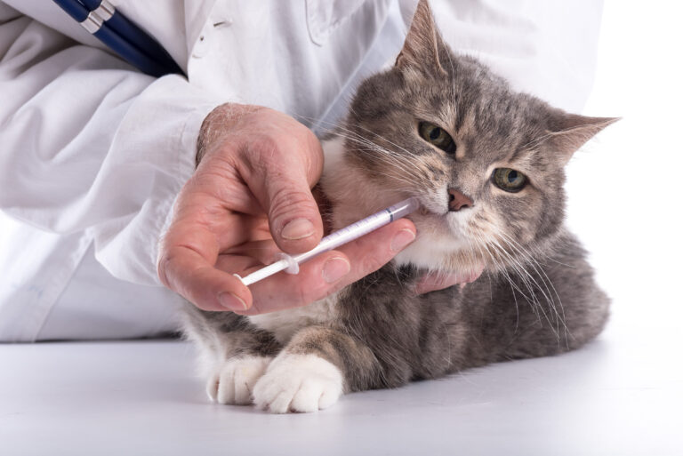 Cat at the vet clinic