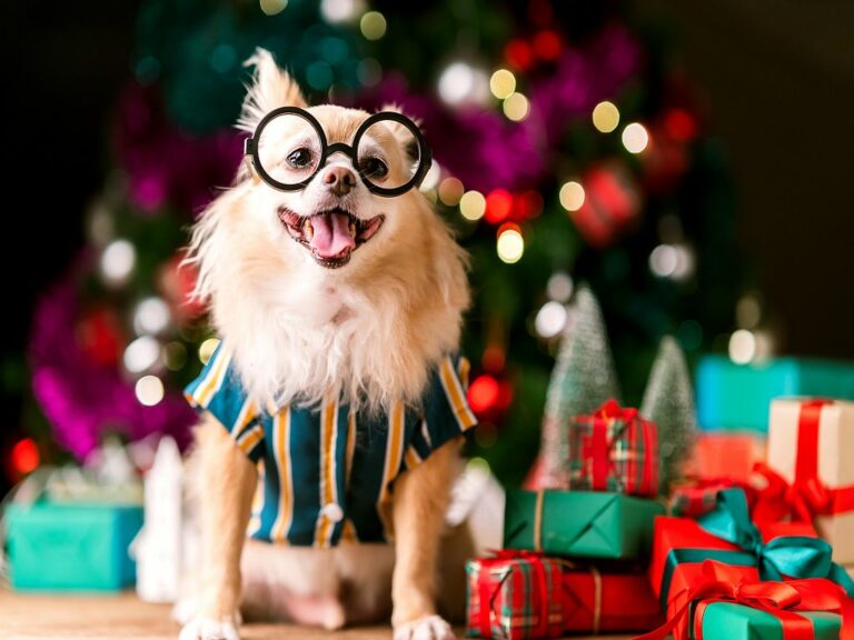 Christmas Gifts for Dogs