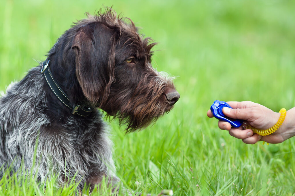 hunting dog and hand with clicker hunting dog clicker training