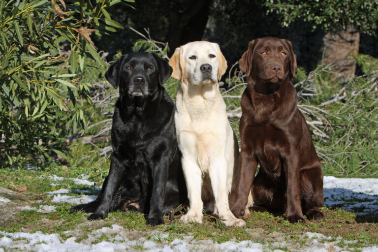 Labrador Retriever in different colours