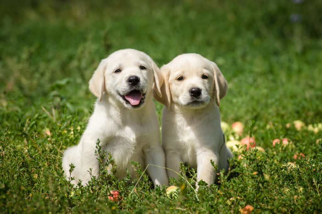 Labrador Retriever Puppies