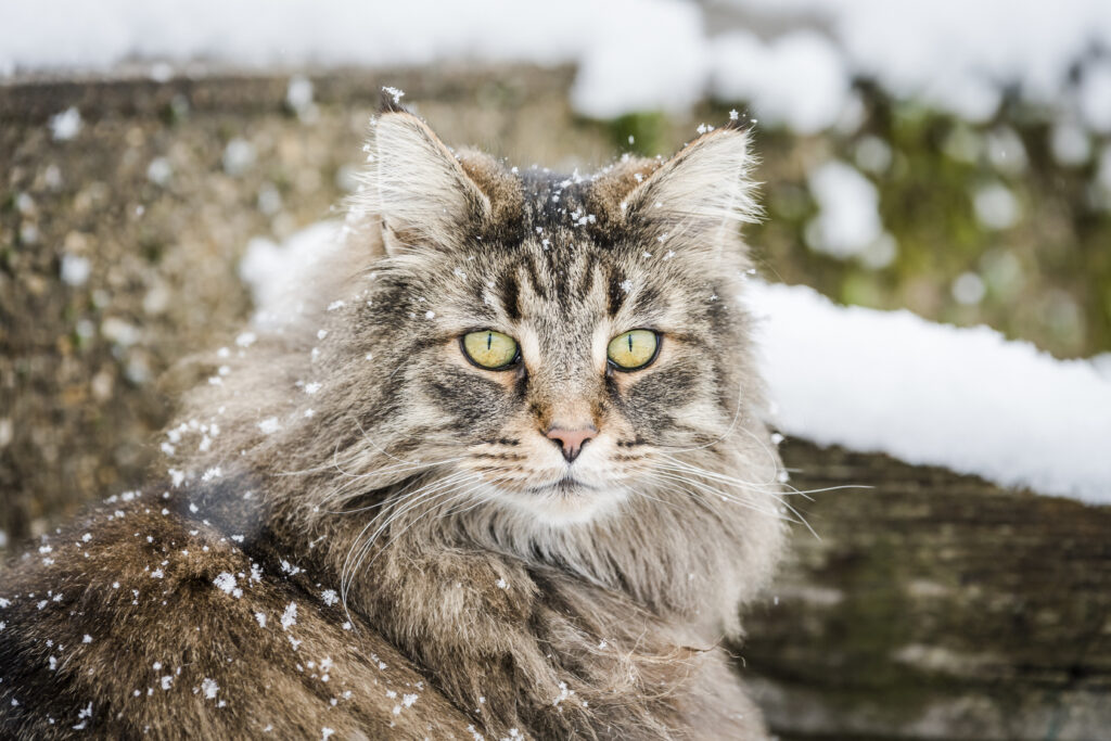 Norwegian Forest Cat