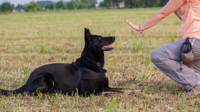 Obedience training lie down dog - IE