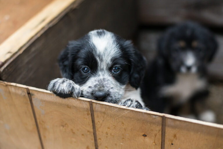 Rescue Puppies