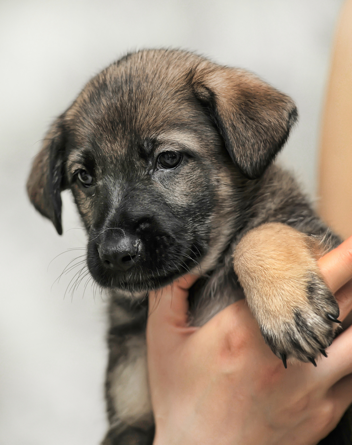 Cute brown puppy
