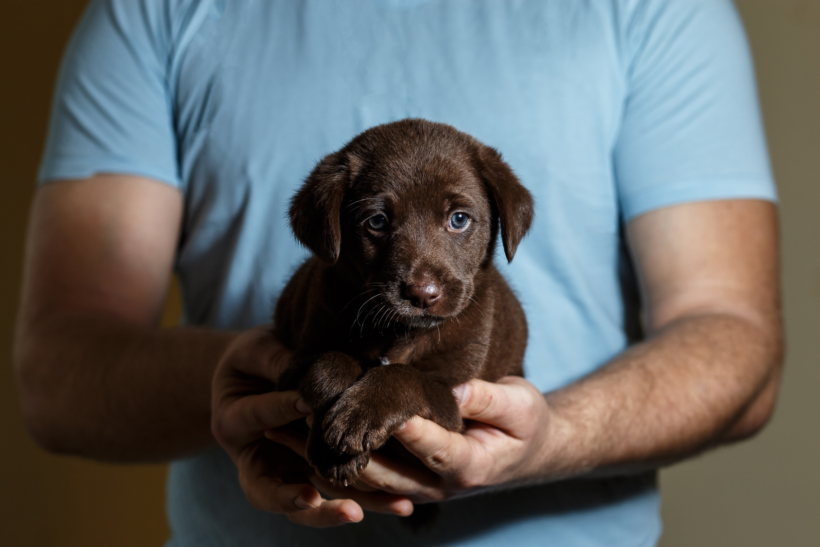 little brown puppy with blue eyes