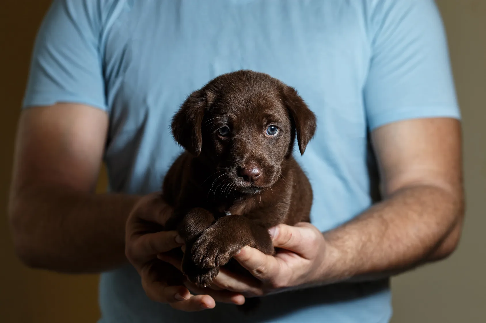 little brown puppy with blue eyes
