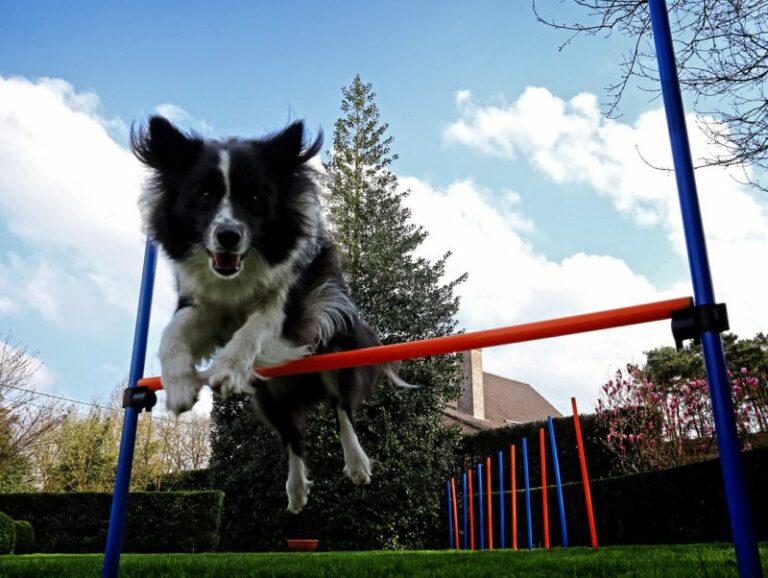 Agility for Dogs