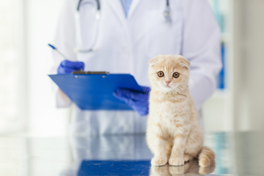 cat at the vet