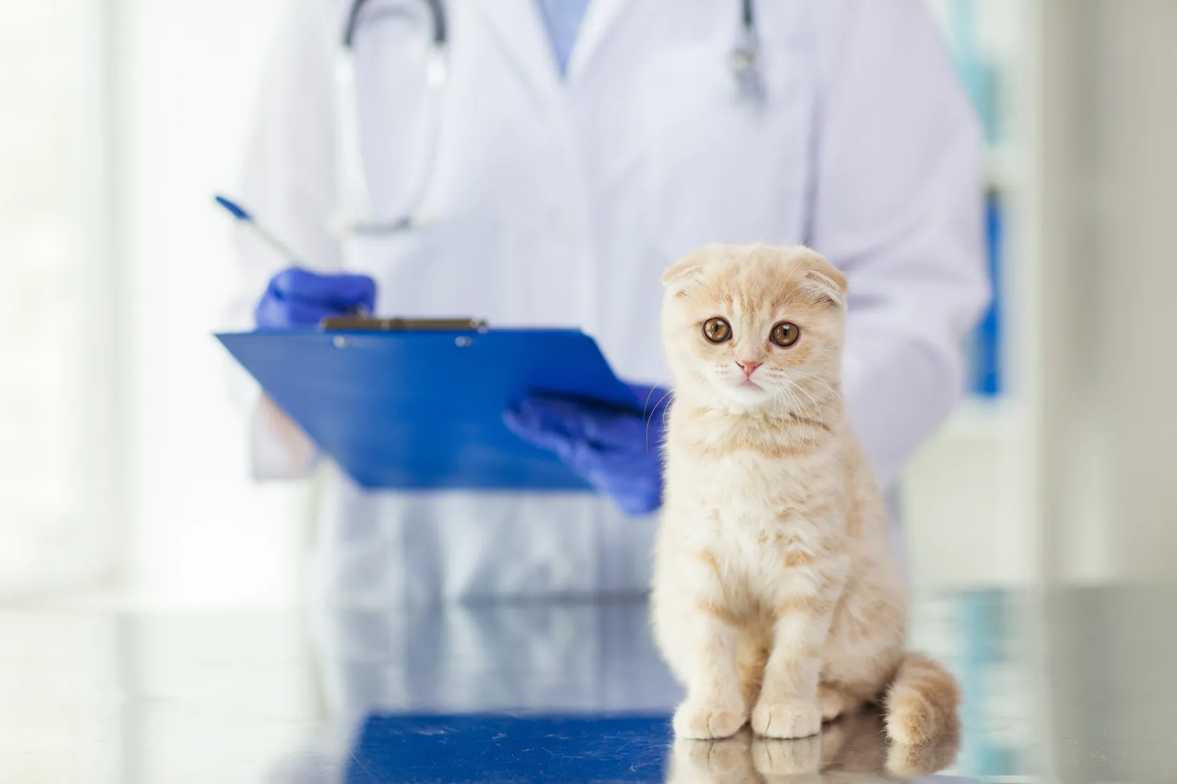 cat at the vet