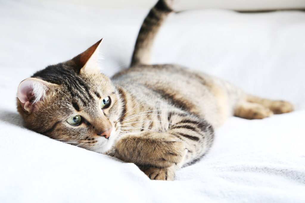 Beautiful cat on the grey plaid