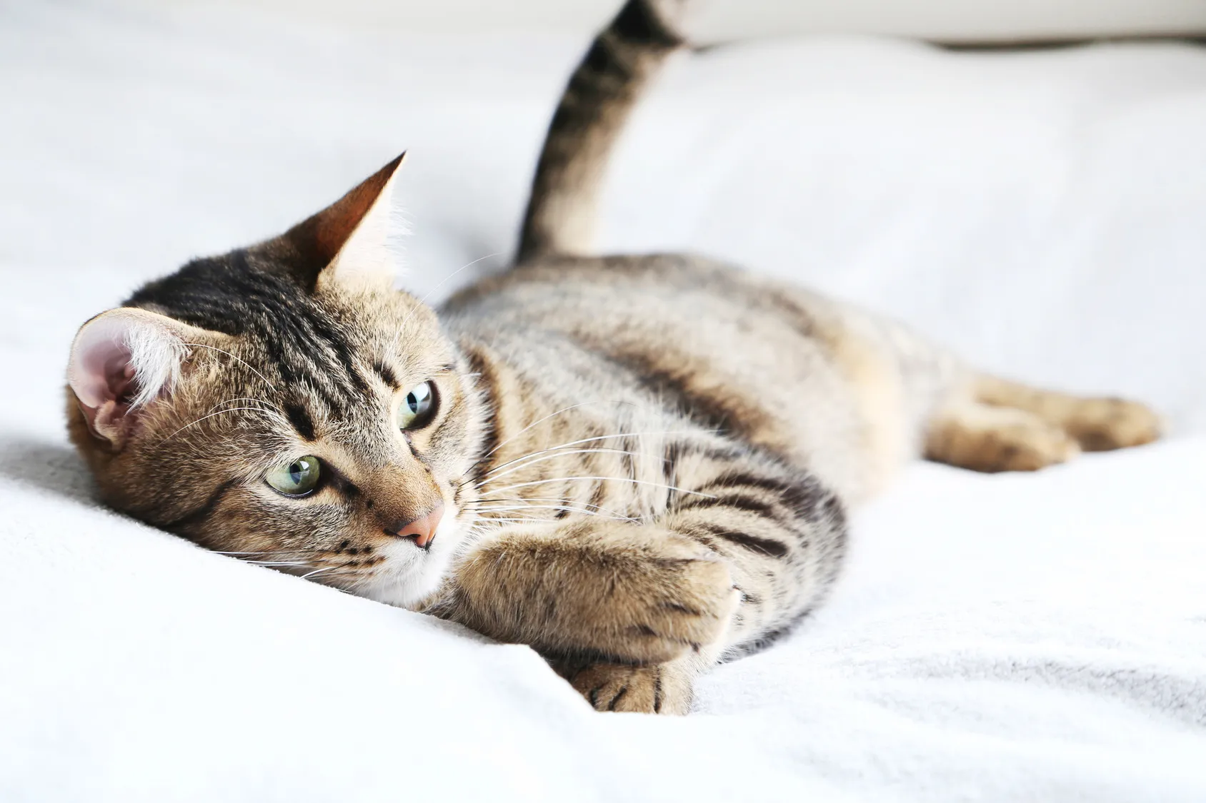Beautiful cat on the grey plaid