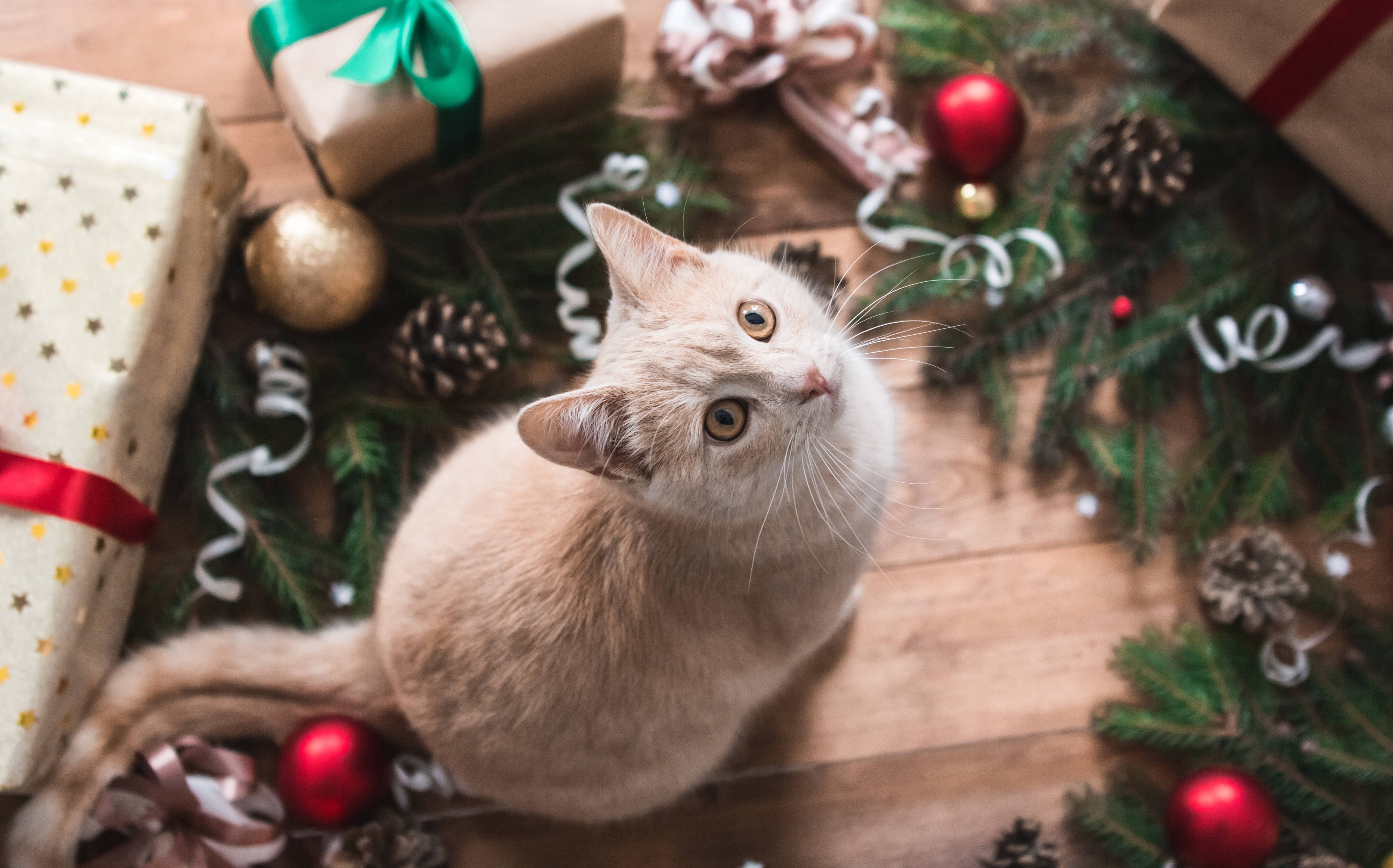 Cat as Christmas Present