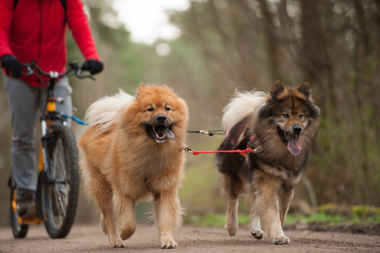 Cycling with 2 dogs