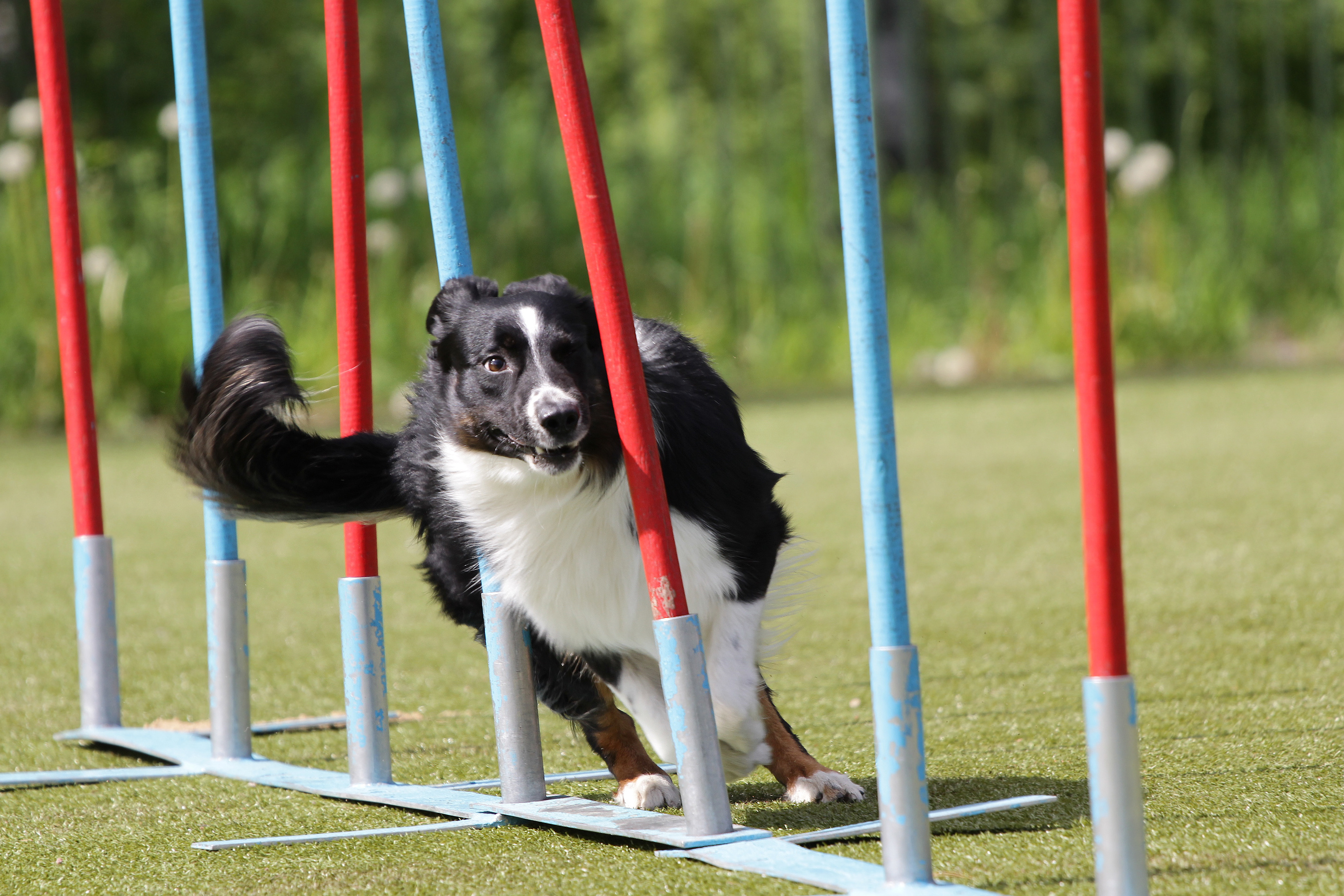 Border Collie agility