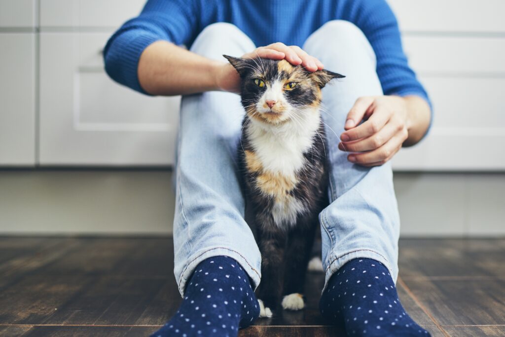 Get cats to get used to humans