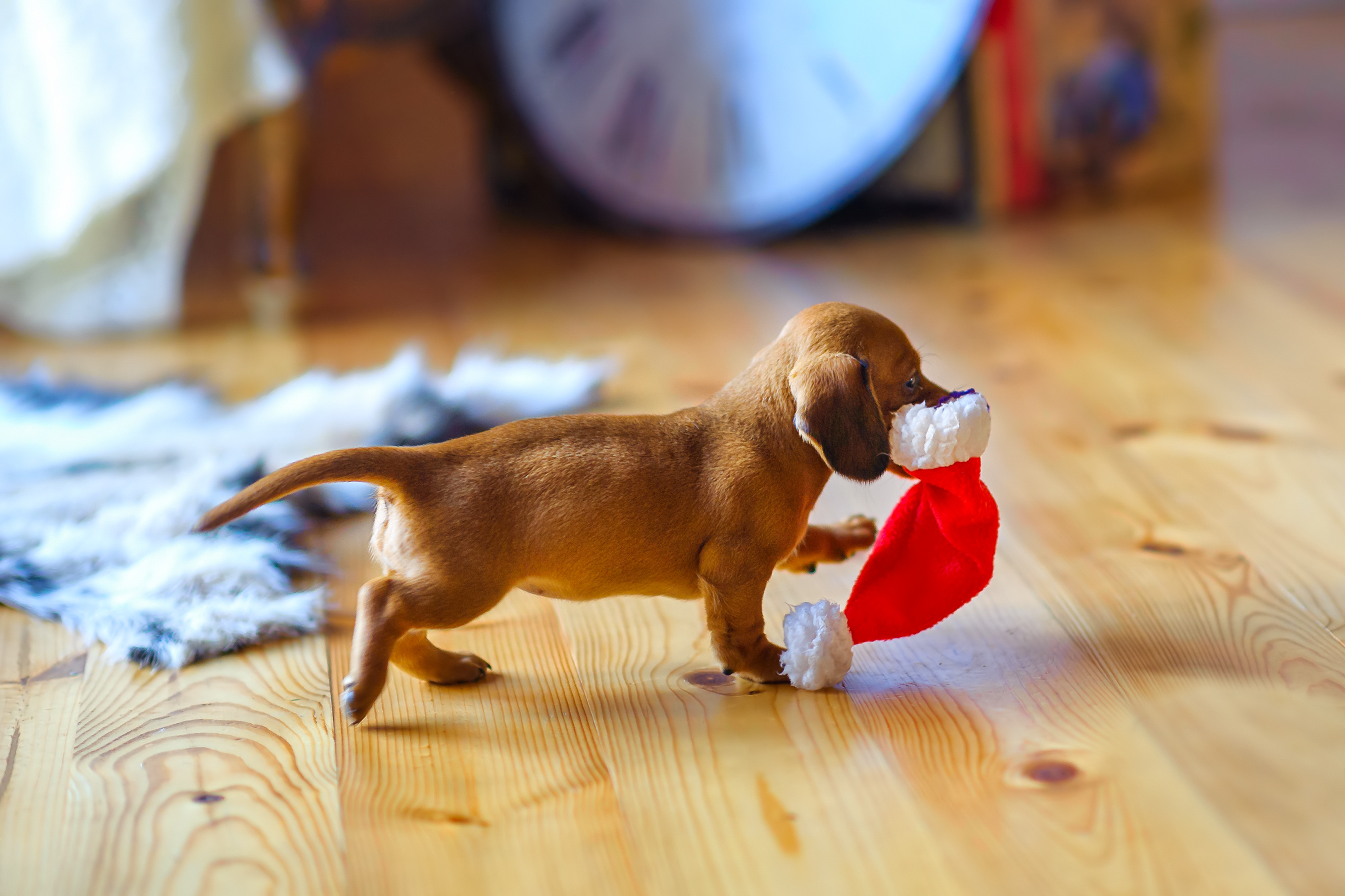 Puppy as a christmas present