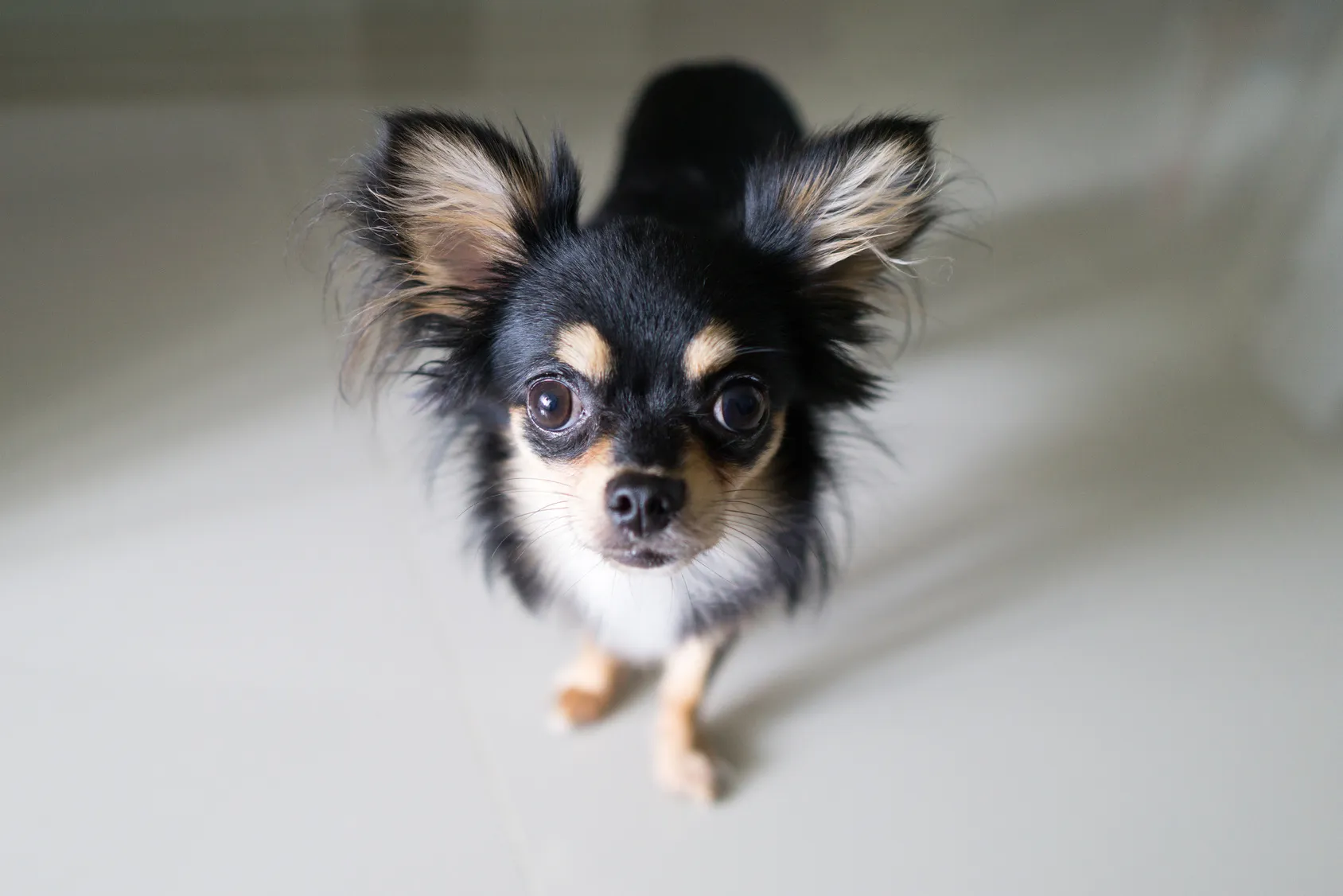 Black Chihuahua