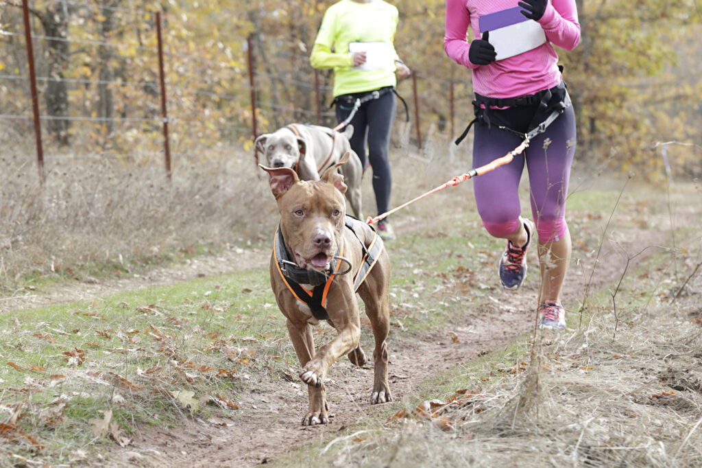 running with dogs