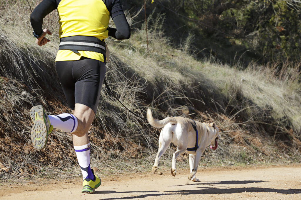 Dog and man taking part in a popular canicross race.