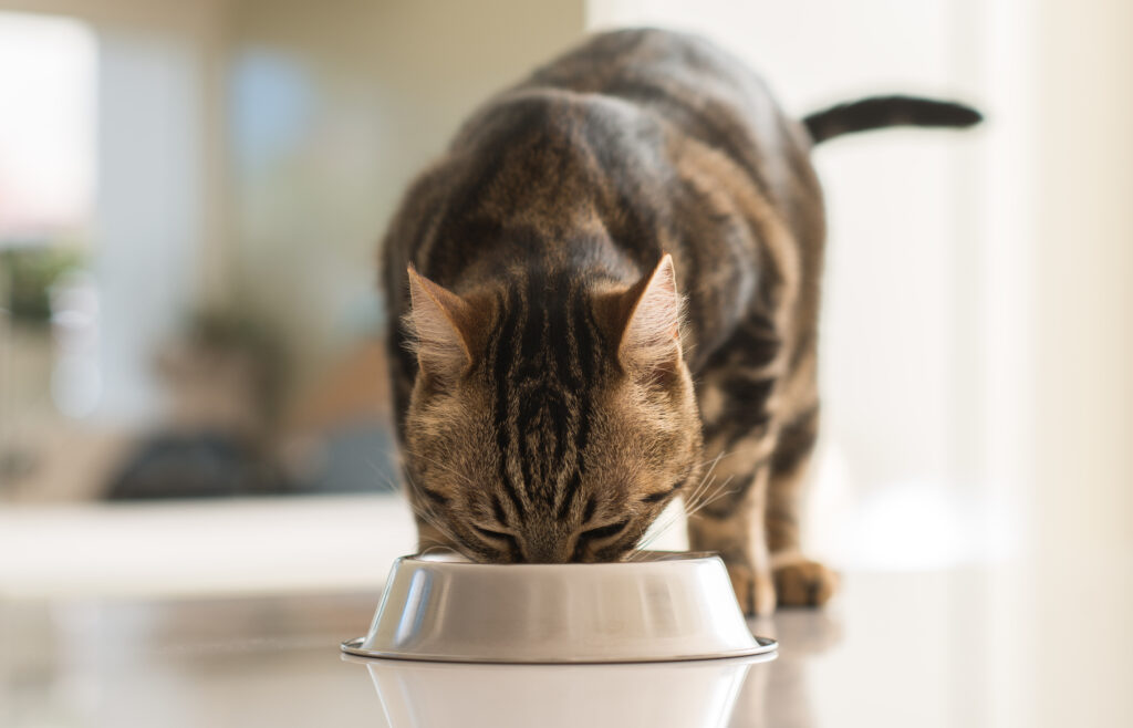 Nutrition for Cats with Chronic Illnesses zooplus Magazine