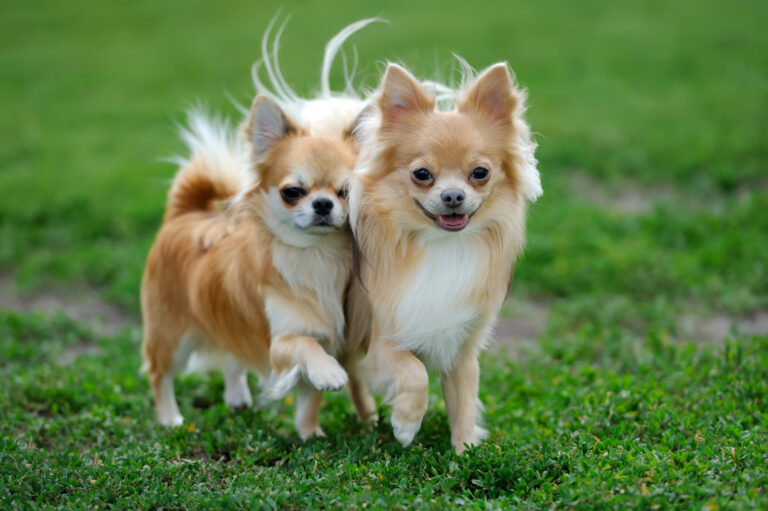 Two Longhair Chihuahua dogs