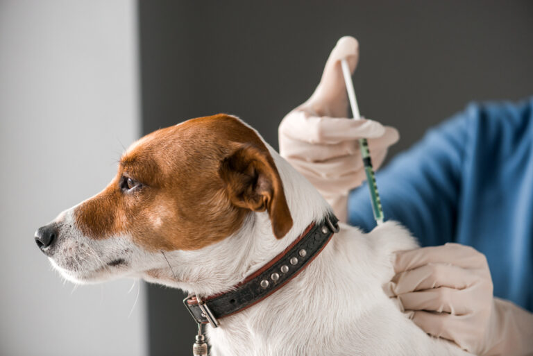Get my dog vaccinated 2025