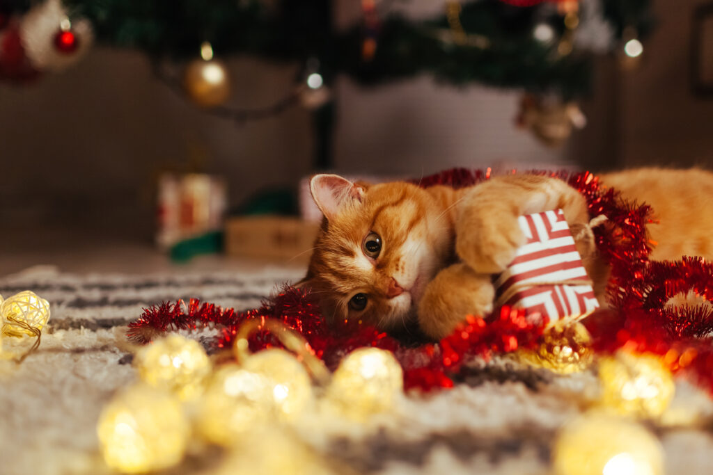 Ginger cat playing with christmas toys