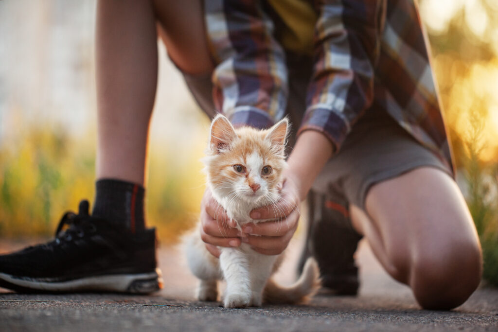 Ginger lost kitten