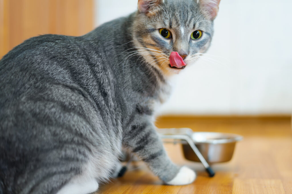 grey cat eating vet food