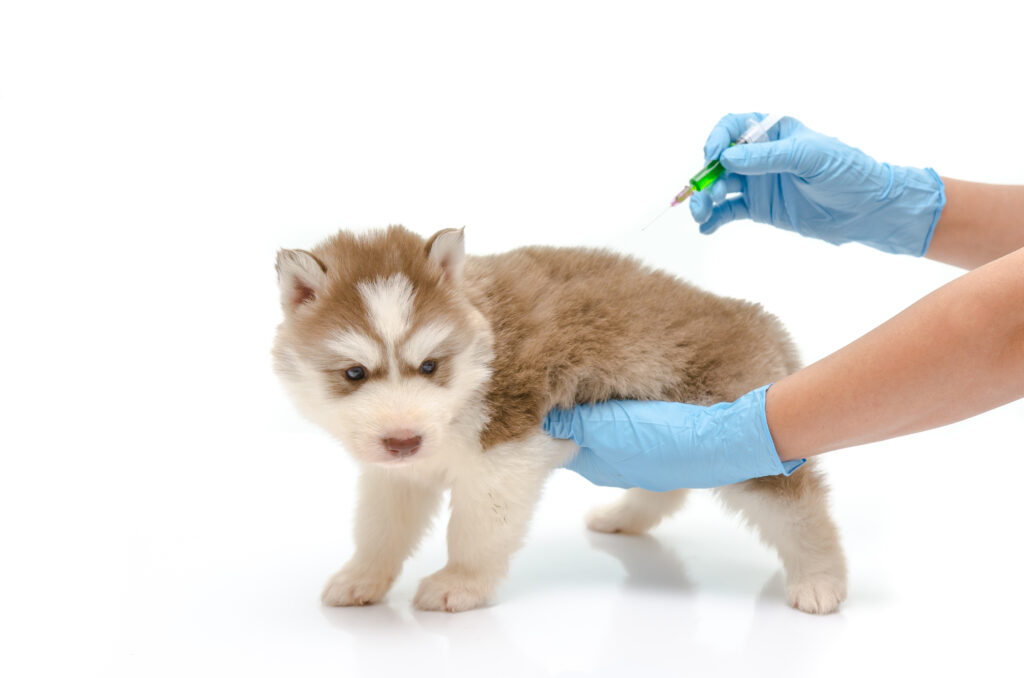 Vaccine puppy