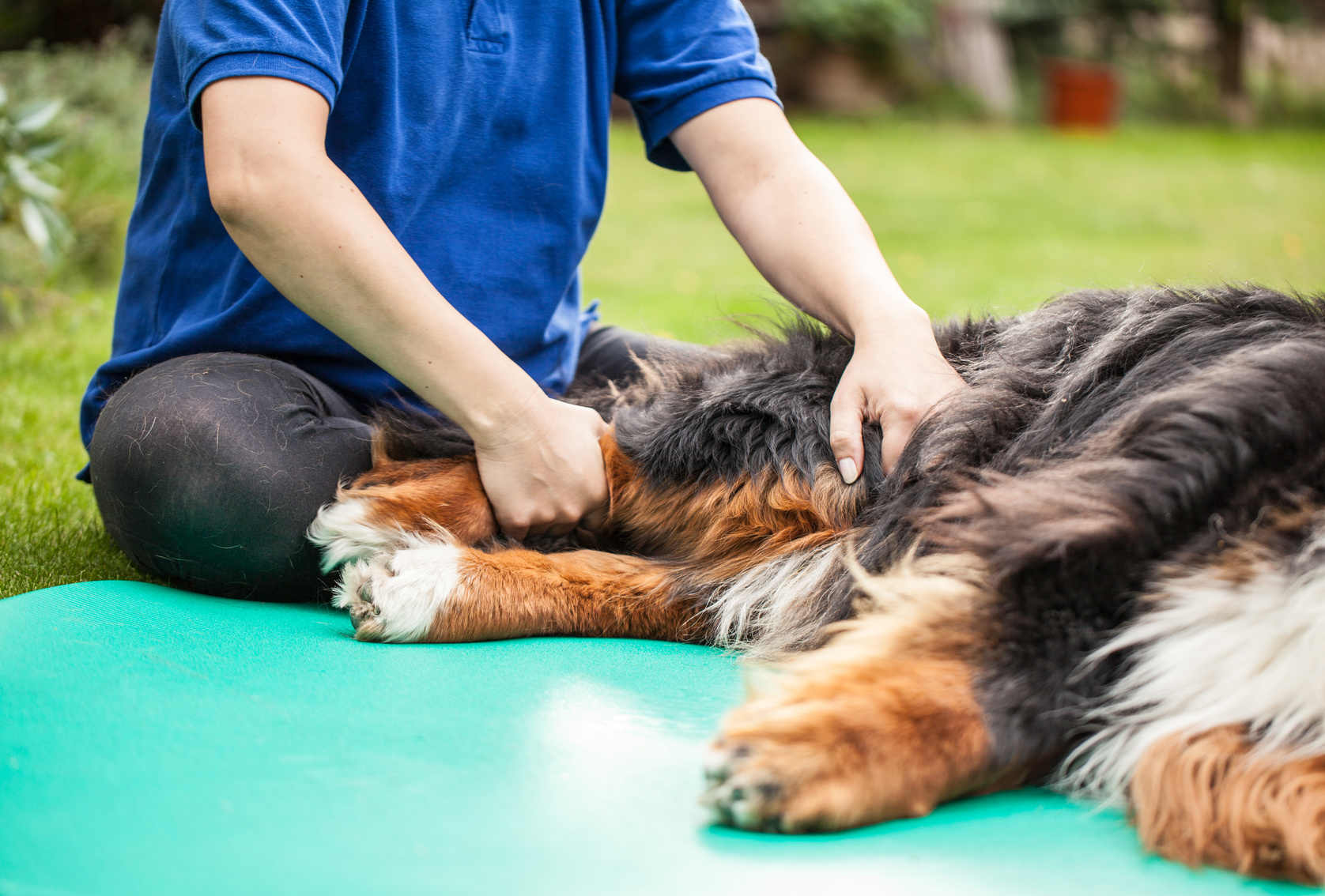 Arthrosis in Dogs - Physiotherapy