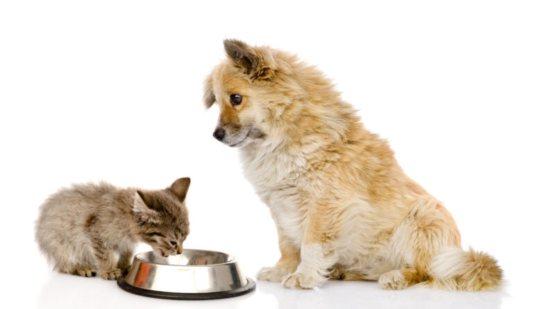 Is cat food safe for dogs?