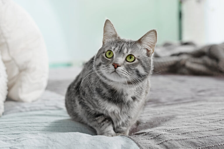 Cat pees the bed