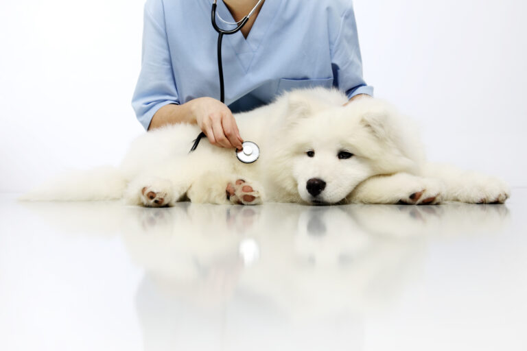 Cystitis in Dogs