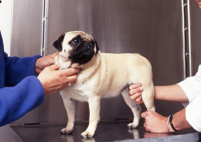 Dog with Arthrosis