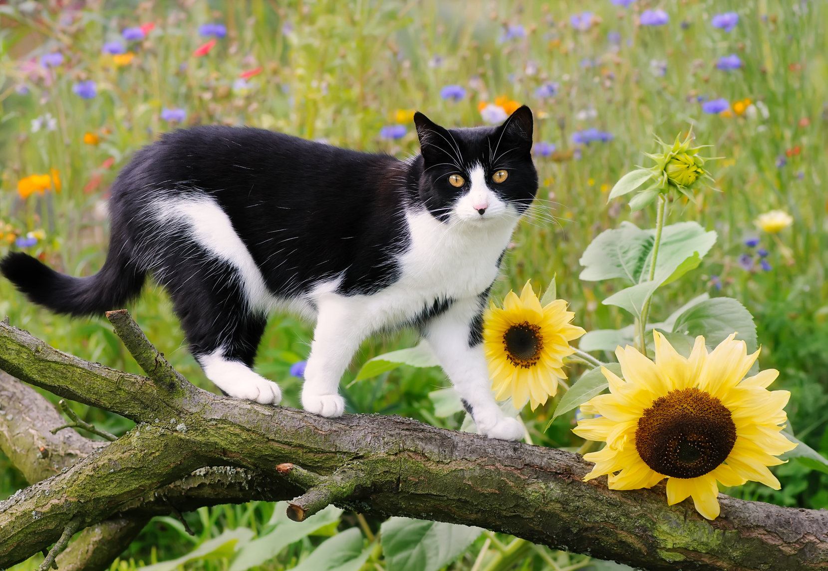 European Shorthair Cat on a tree branch