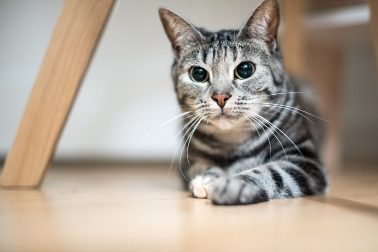 Gray european shorthair ready to pounce