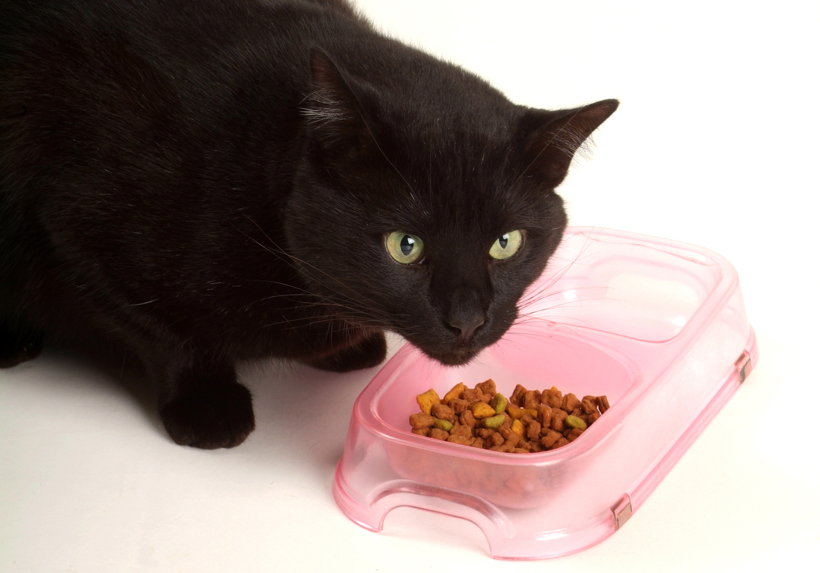 Sensitive Black Cat Eating