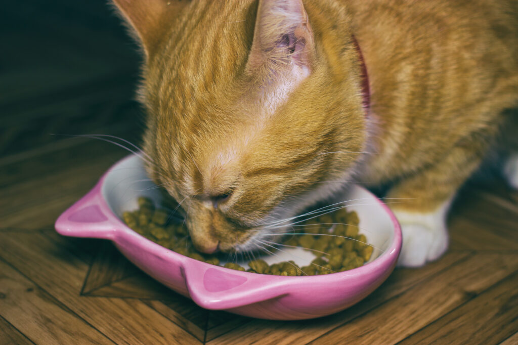 Home Ginger cat eats food