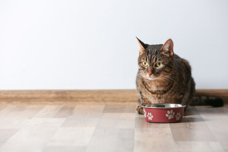 Food for sensitive cats