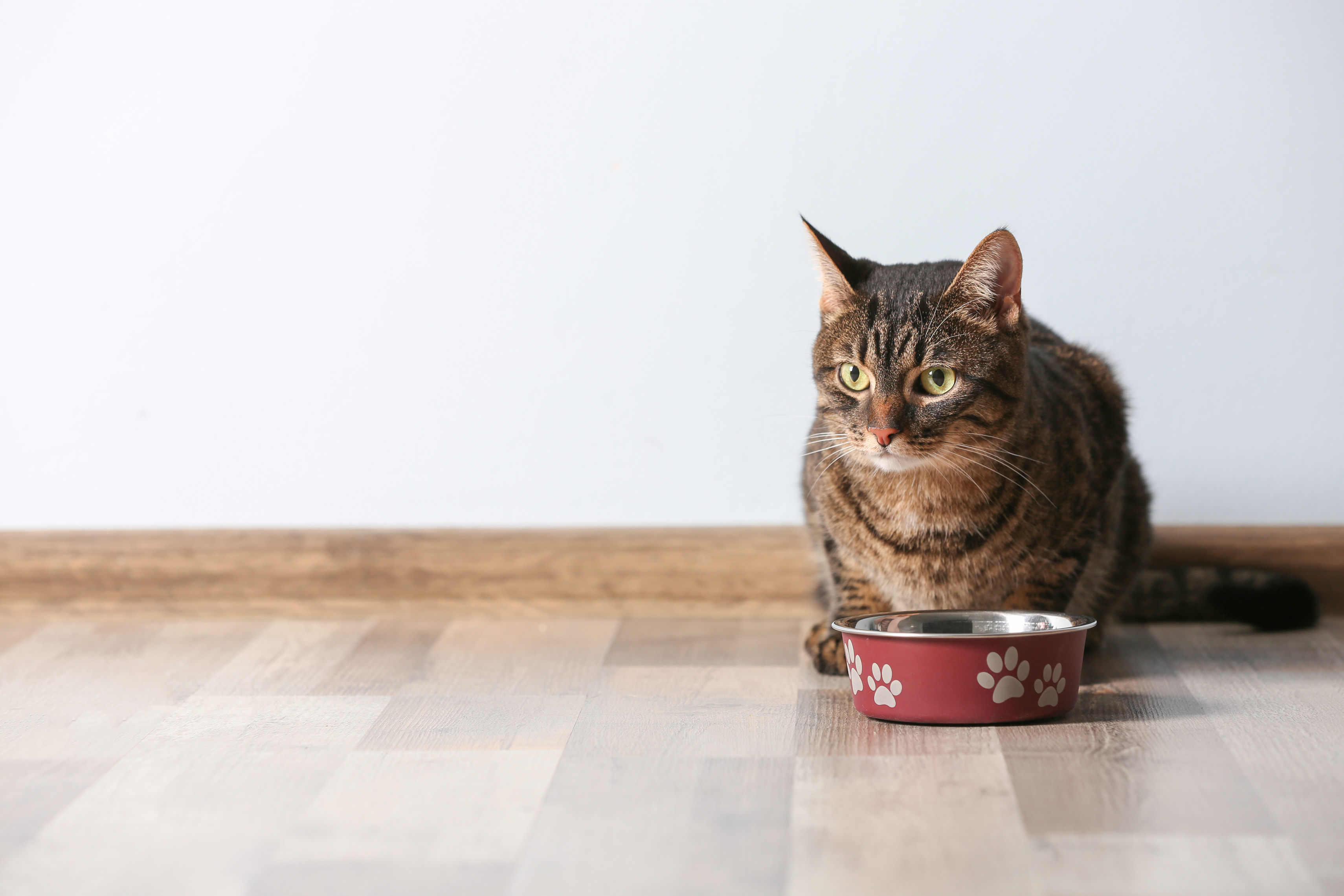 Food for Sensitive Cats Food for Sensitive Cats zooplus Magazine