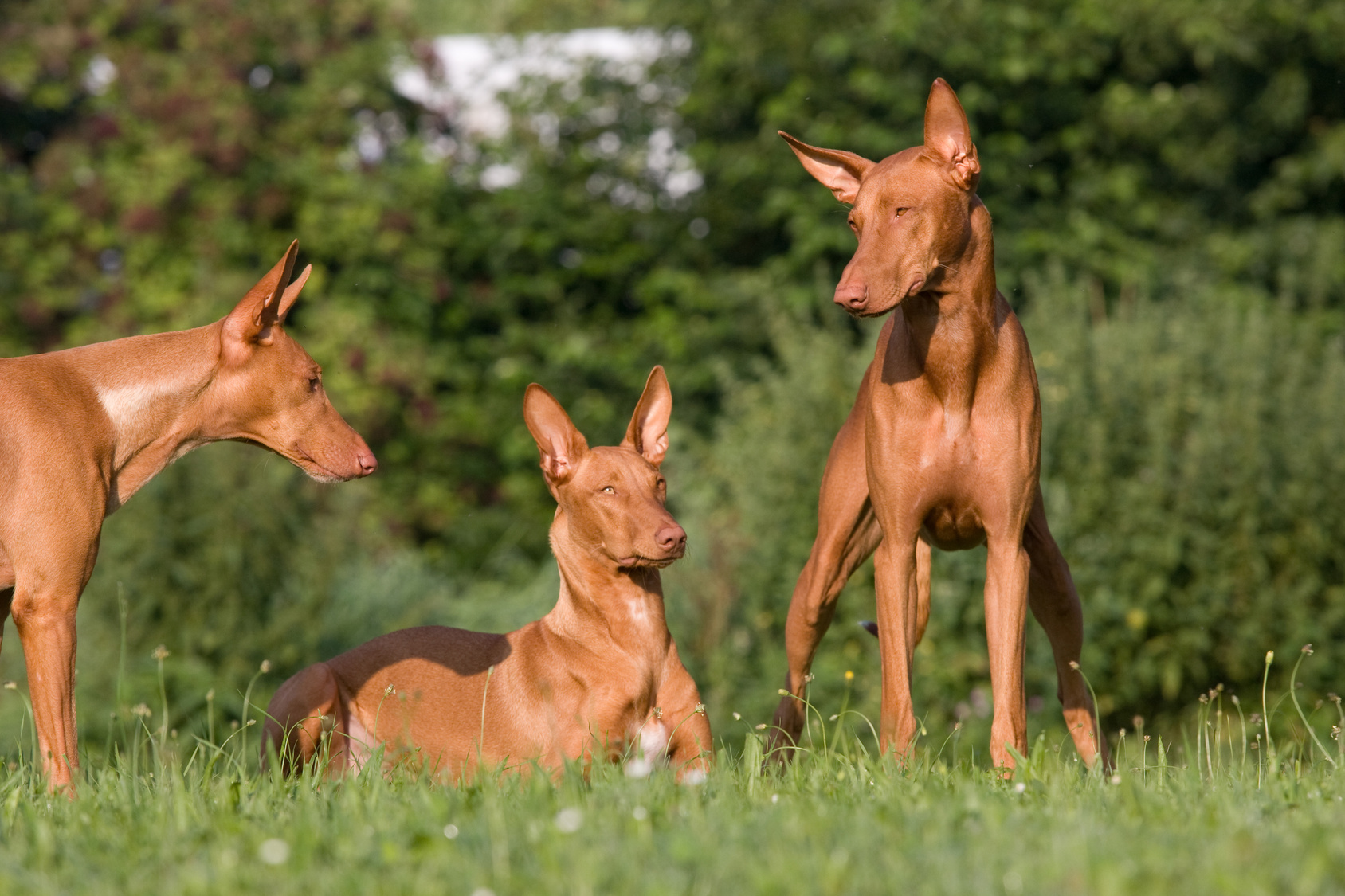 Pharaoh Hound's in a maedow