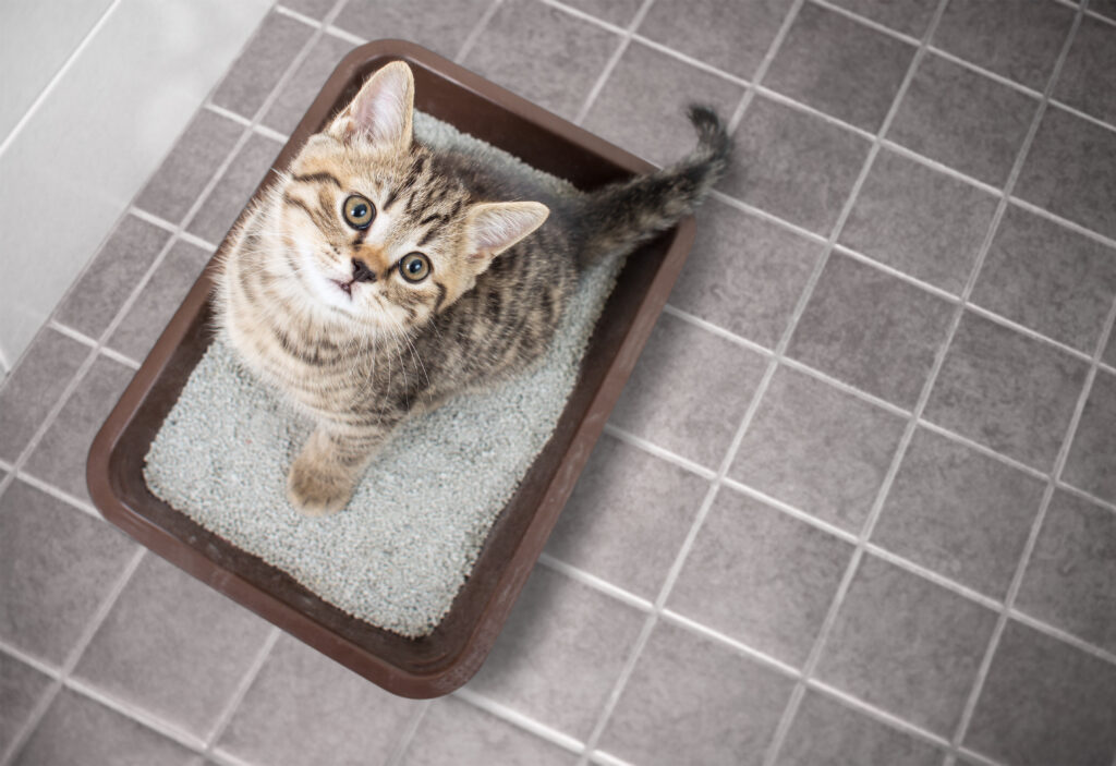 Cat sitting in litter box with sand on bathroom floor
