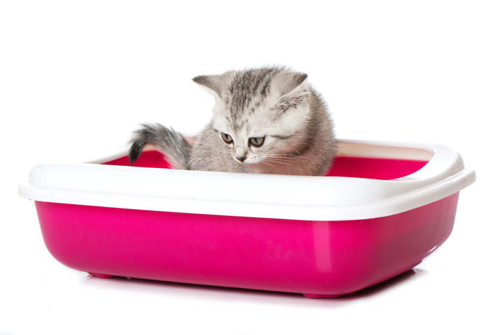 kitten with diarrhoea in cat toilet