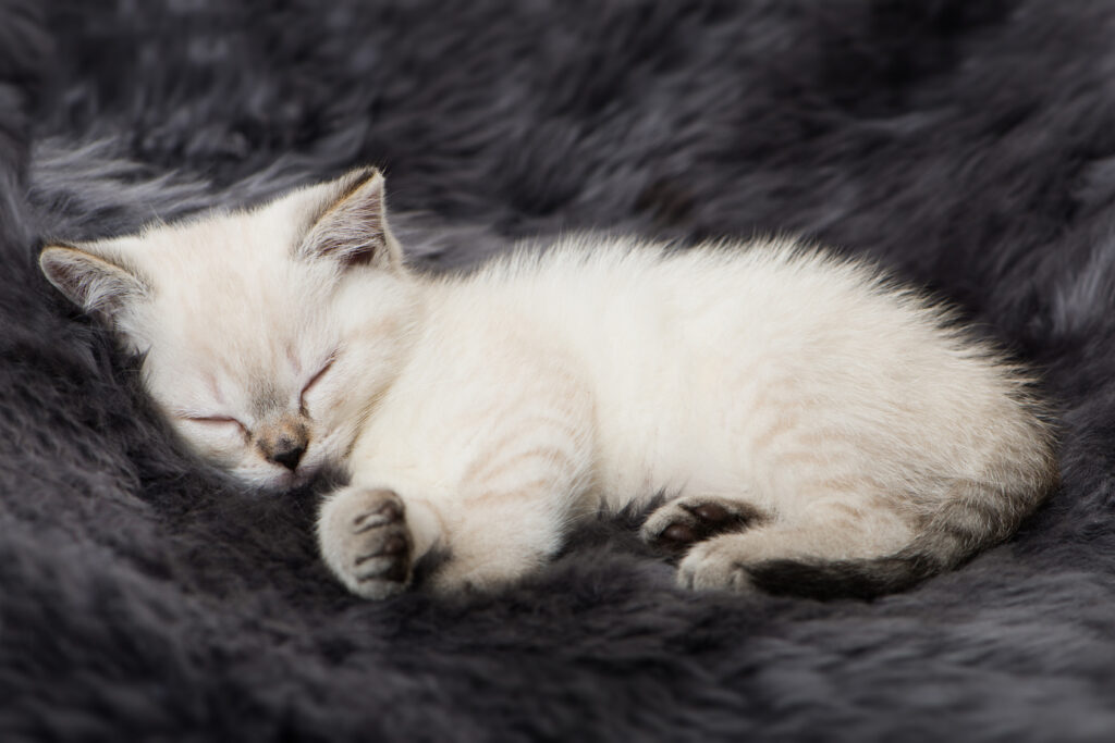 diarrhoea in kittens symptoms