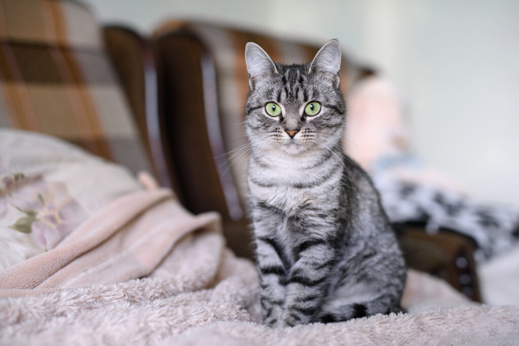 American Shorthair Cat with Green Eyes