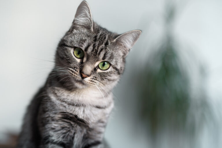 American Shorthair Cat with Green Eyes