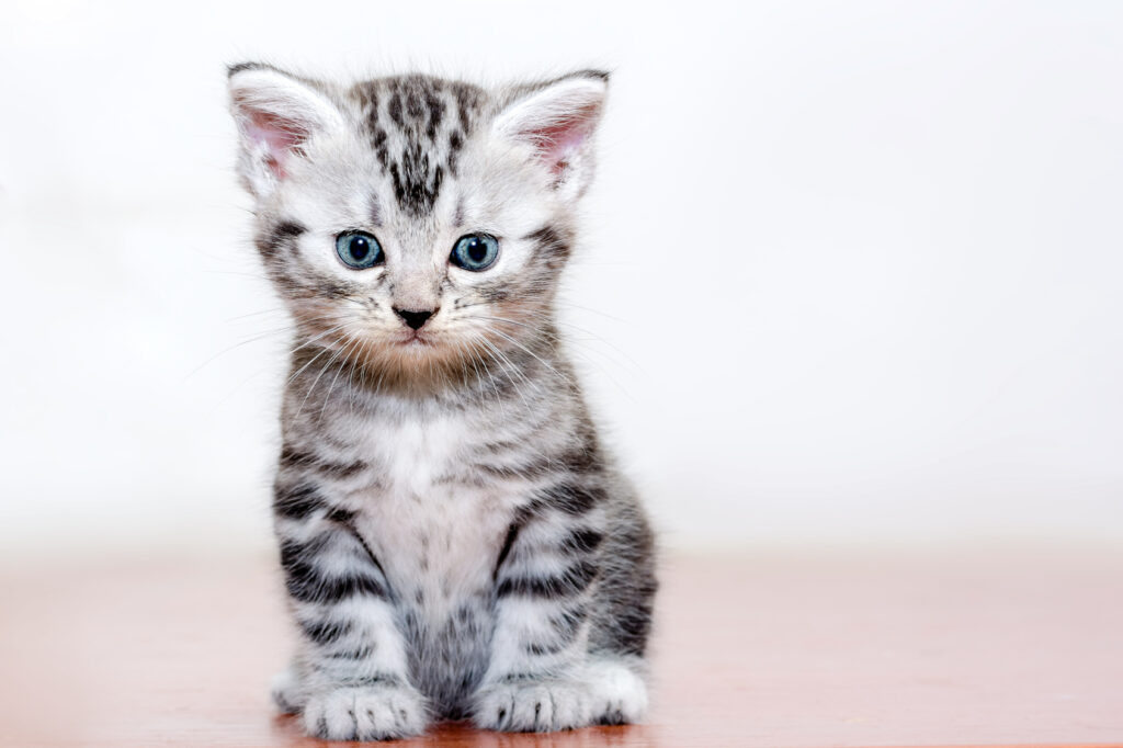 Grey American Shorthair Kitten