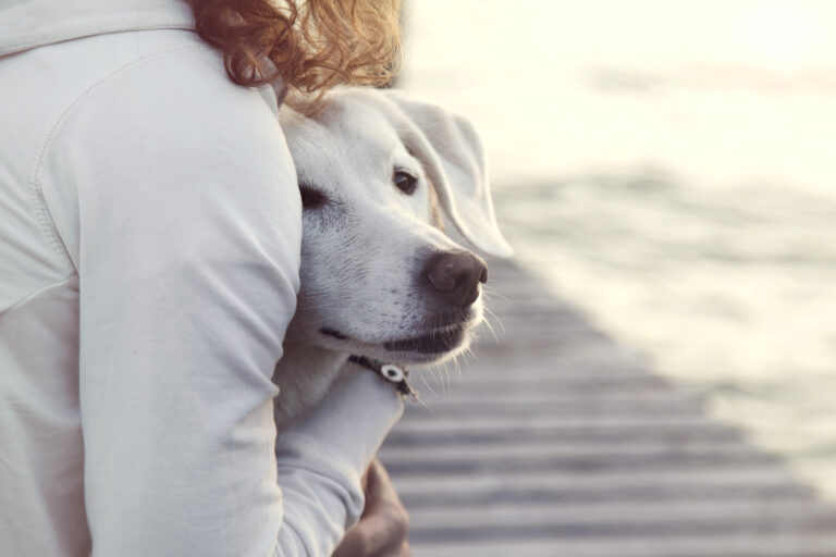 anxious dog with owner